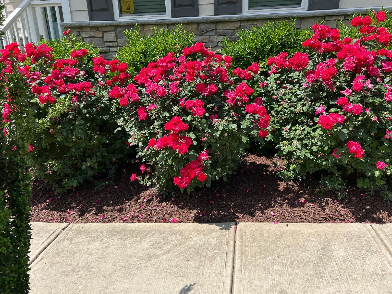 Well-maintained lawn and outdoor space