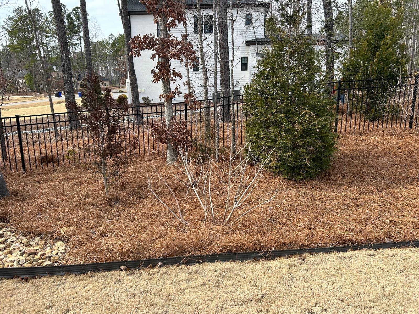 Outdoor area with pine straw coverage