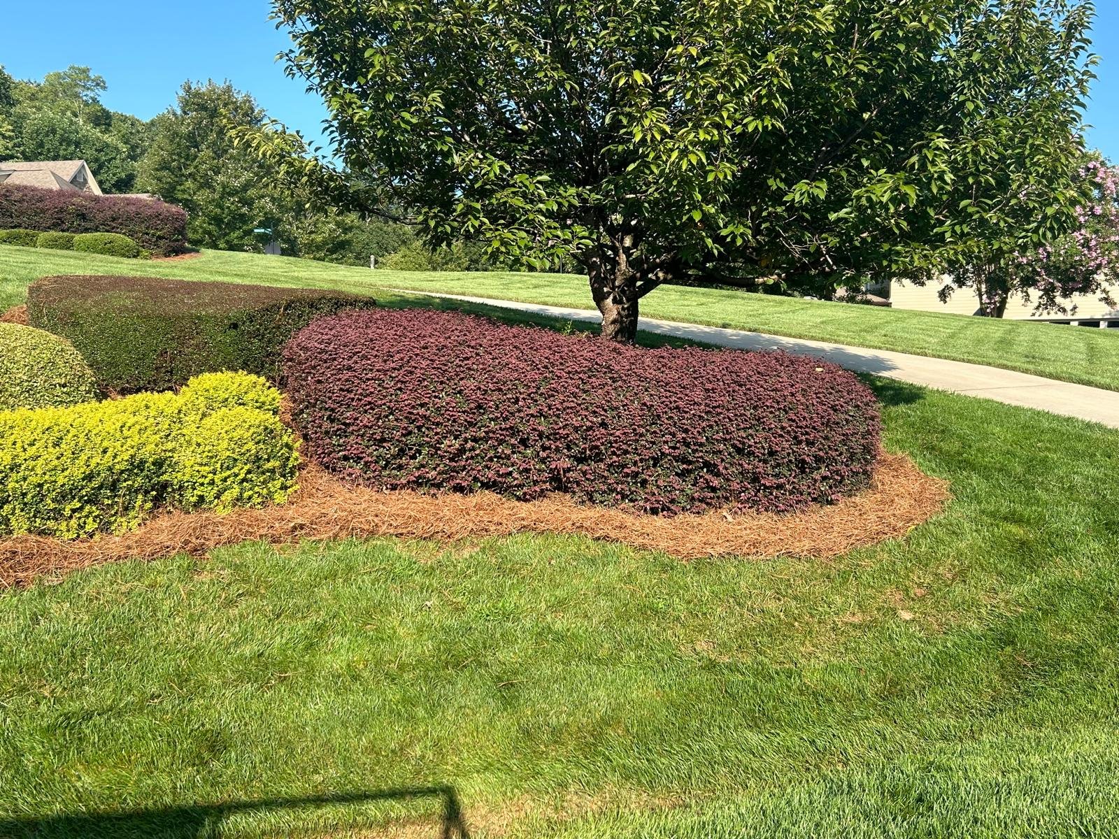 Lawn and Maintenance