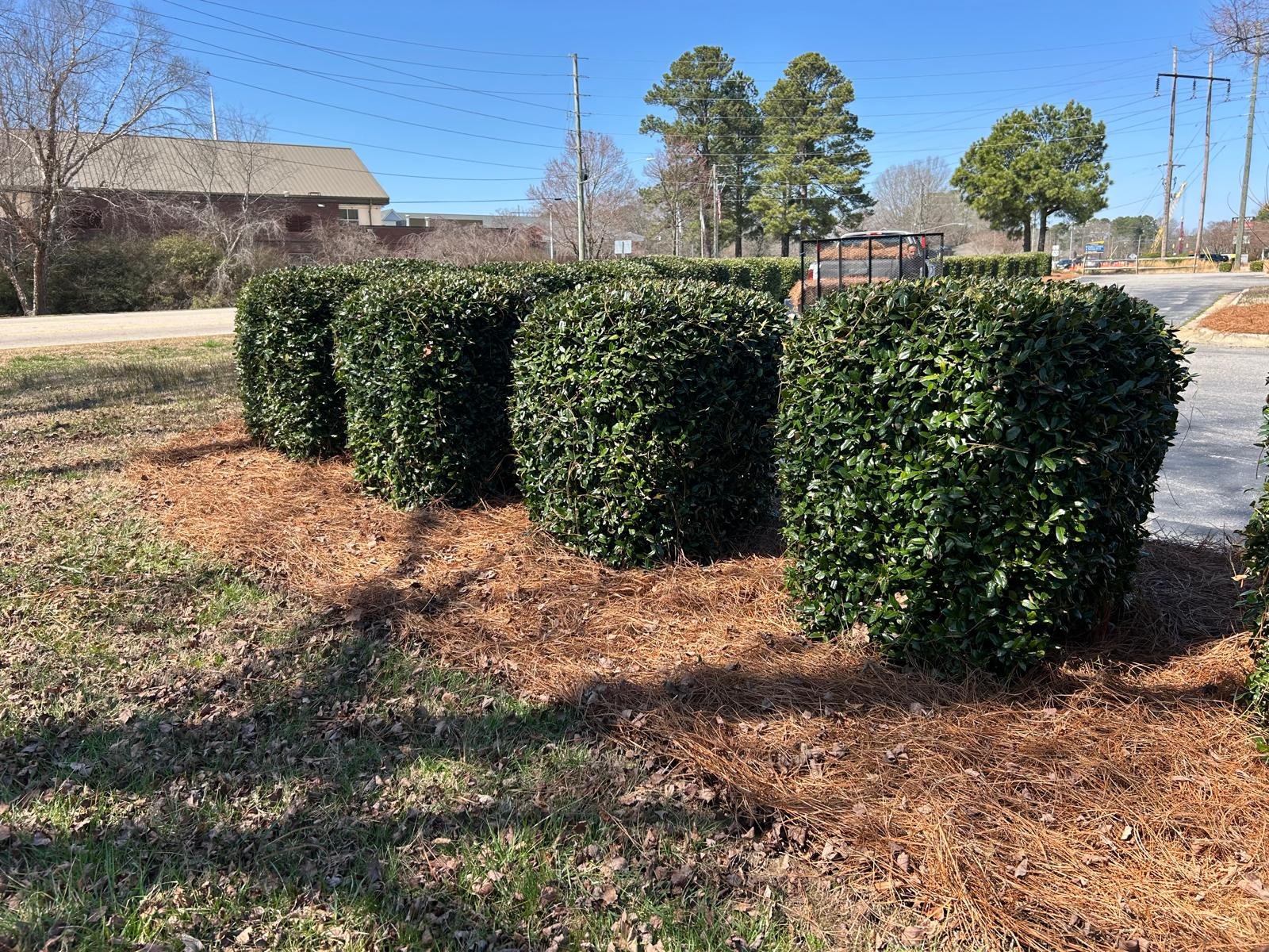 Tree removal project