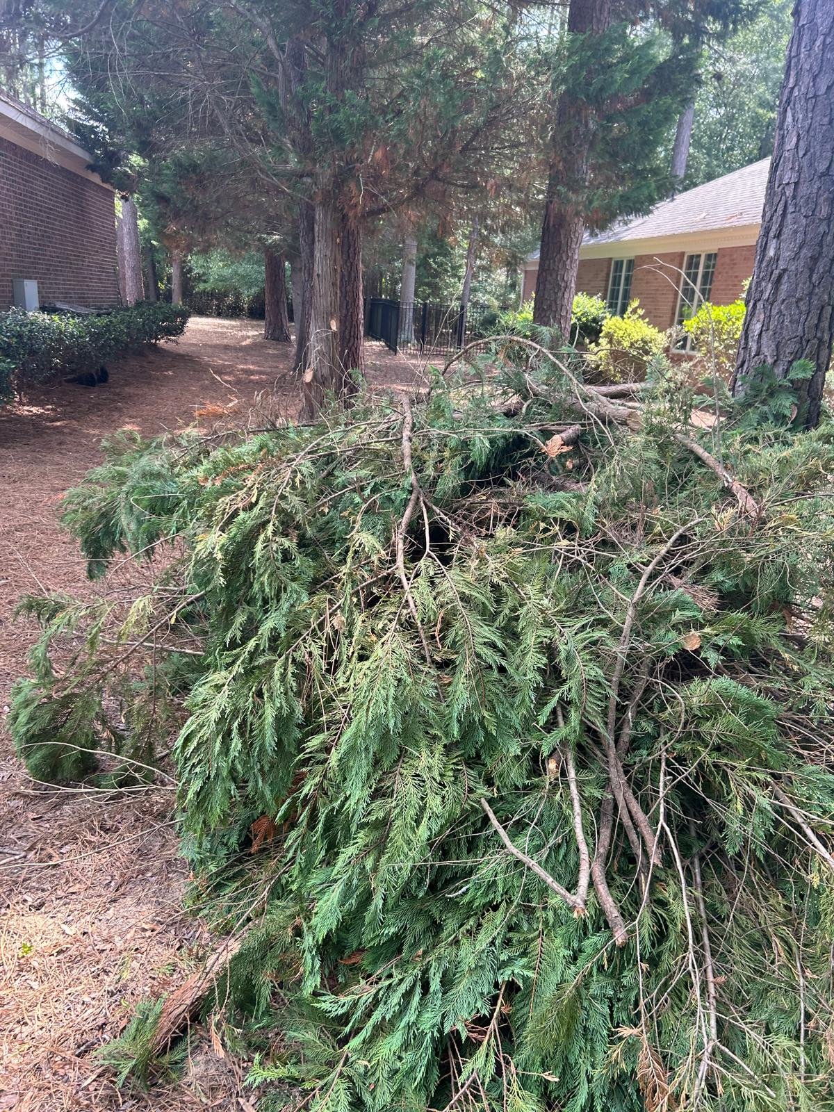 Tree trimming service
